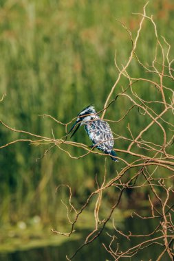 Pied Kingfisher Uganda 'da balık avlamak için sulara tünedi..