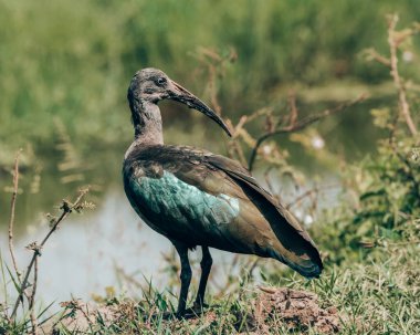 Glossy Hada Ibis Uganda 'da su kenarında arama yapıyor.