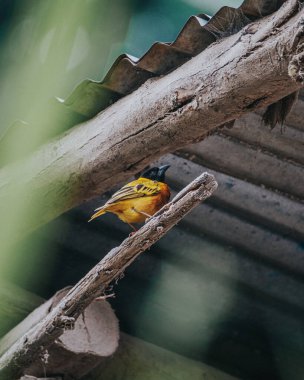 Fox Weaver kuşu, parlak sarı tüyleri ve koyu siyah yüzüyle Uganda 'daki doğal ortamında bir dala tünemiş.