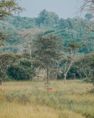 Mburo Ulusal Parkı, Uganda 'da İmpalas Sürüsü