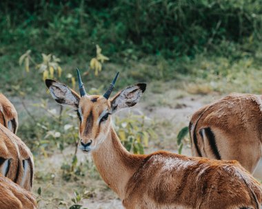 Mburo Ulusal Parkı, Uganda 'da İmpalas Sürüsü