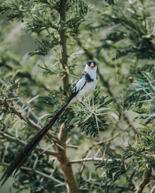 Uzun kuyruğunu Uganda 'nın yeşilliğinde sergiliyor.