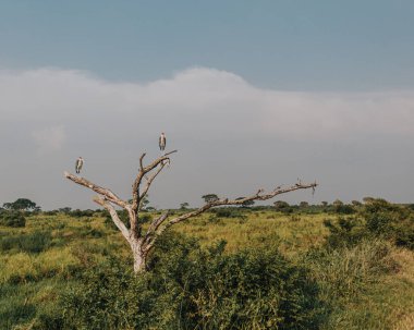 Marabou Leyleği, gri bir Ugandalı gökyüzüne ciddiyetle tünedi.