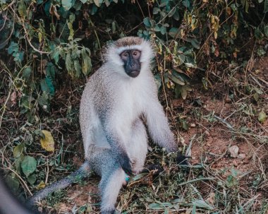Vervet monkey in Ishasha sector, Uganda clipart