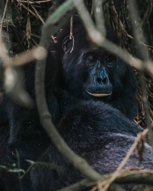 Adult female Mountain gorilla in Bwindi Impenetrable forest, Uganda clipart