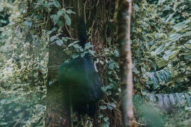 Mountain gorilla in Bwindi Impenetrable forest, Uganda clipart