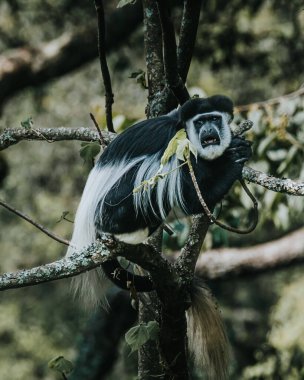 Colobus maymunu yemyeşil bir Uganda ormanına tünedi.