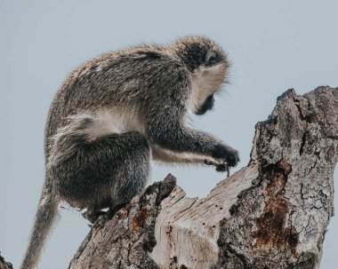 Ishasha sektöründe vervet maymunu, Uganda