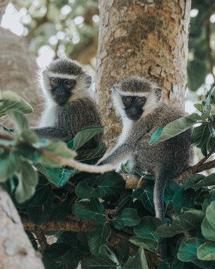 Vervet monkey in the branches, Uganda, Africa  clipart