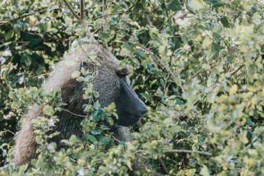 Olive babunları Uganda 'daki Kraliçe Elizabeth Ulusal Parkı' nda