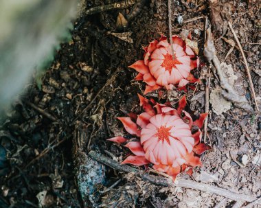 Orman zemininden canlı pembe kaktüsler yükseliyor.