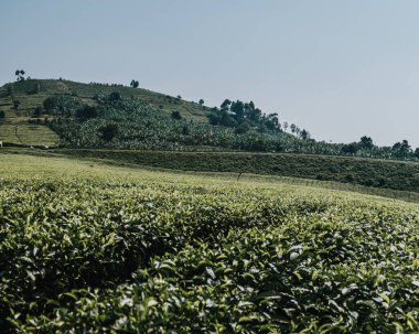 Uganda 'nın mavi gökyüzünün altında yemyeşil çay tarlası yolu