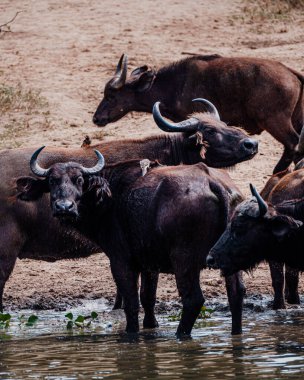 Bir Afrika bufalosu sürüsü Ugandalı bir su birikintisinde toplanıyor.