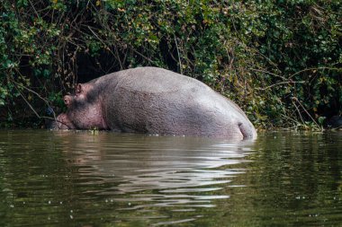 Hippopotamus in Kazinga Channel in Queen Elizabeth National Park, Uganda,	