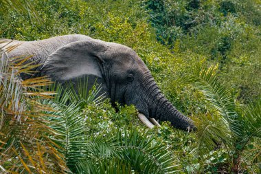 Kraliçe Elizabeth Ulusal Parkı, Uganda 'da yemyeşil çalılıklardaki Afrika fili.