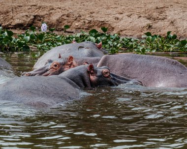 Kraliçe Elizabeth Ulusal Parkı, Uganda, Kazinga Kanalı 'ndaki Hippopotamus grubu, Albino Hippopotamus