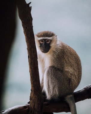 Dallardaki vervet maymunu, Uganda
