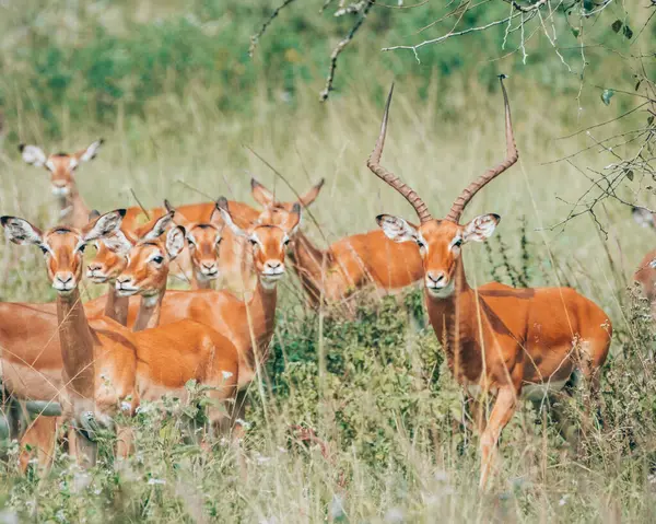 stock image Herd of impalas attentively grazing in the Ugandan savanna