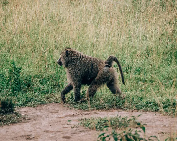 Stock image Olive baboons playing in grass, Uganda