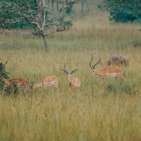 stock image Herd of Impalas in Mburo National Park, Uganda	