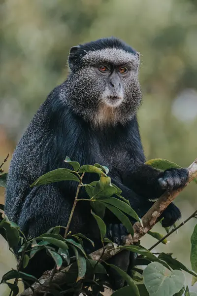 stock image Blue monkey sitting on branches, Uganda, Africa	