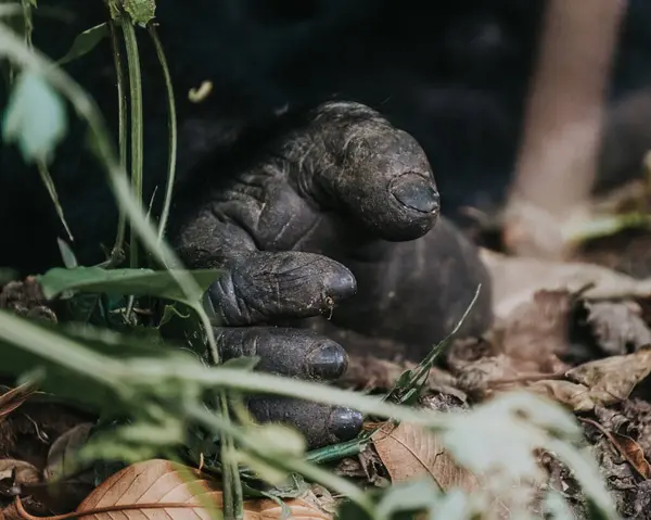 stock image  Feet of Mountain gorilla in Bwindi Impenetrable forest, Uganda