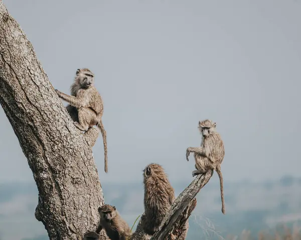 stock image Olive baboons in Queen Elizabeth National Park in Uganda