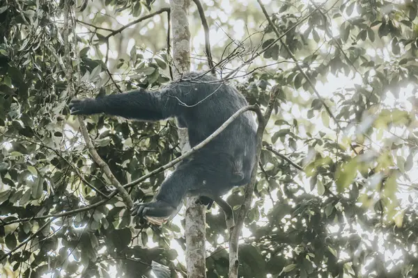 stock image Chimpanzee in lush forest, Uganda