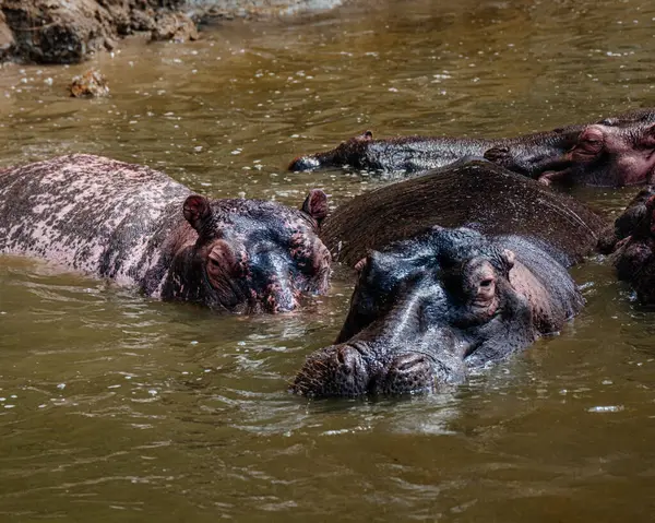 stock image Group of Hippopotamus in Kazinga Channel in Queen Elizabeth National Park, Uganda, Albino Hippopotamus	