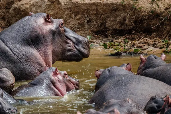 stock image Group of Hippopotamus in Kazinga Channel in Queen Elizabeth National Park, Uganda, Albino Hippopotamus	