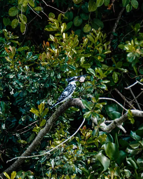 stock image Pied Kingfisher  in the Ugandan wilderness