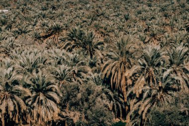 Mısır 'ın yemyeşil Siwa vahasında yoğun palmiye ağaçları.
