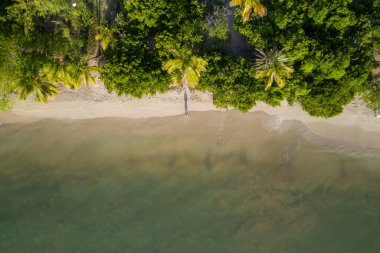 Bereketli yeşillik ve palmiye ağaçları olan sakin bir sahil manzarası, Martinique.