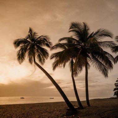 Martinique 'de el değmemiş bir sahilde sakin bir günbatımı, siluetli palmiye ağaçları ve sakin suların yer aldığı. 
