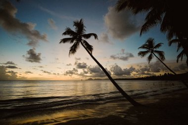 Martinique 'de sakin bir sahilde, sakin Karayip Denizi' ne doğru eğilen siluetli palmiye ağaçlarının olduğu nefes kesici bir gün batımı. Sakin sahne, tropikal cennetin özünü yakalar. Seyahat, rahatlama ve doğa teması için mükemmeldir.