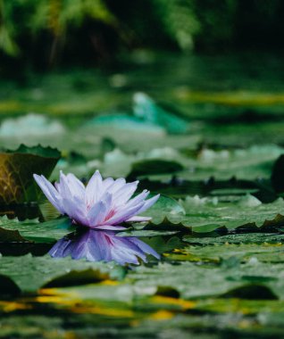 Martinique 'deki bir gölette açan mor zambak adanın canlı su bitkisi ve doğal güzelliğini gözler önüne seriyor.