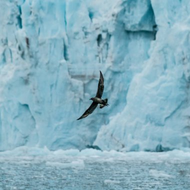 Kuş, Longyear, Svalbard 'da buzul zeminine doğru uçuyor