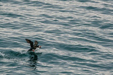 Longyear, Svalbard 'daki okyanus sularında uçan martı.