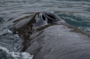 Longyear, Svalbard 'da yüzeye çıkan bir balinanın hava deliğinin yakın çekimi