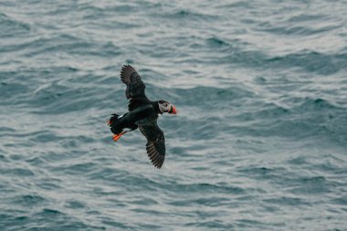 Longyear, Svalbard 'daki okyanus sularında uçan martı.