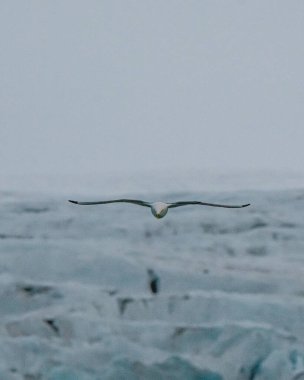 Martı, Longyear, Svalbard yakınlarındaki dalgalı deniz sularında uçuyor.