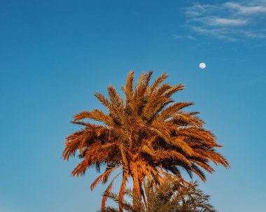 Batan güneşle aydınlanan palmiye ağacı açık mavi gökyüzü ve arka planda ay, Siwa Oasis yakınlarında Sahra, Mısır