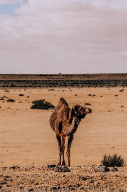 Mısır 'ın Siwa Oasis kentindeki engin çöl manzarasında tek başına duran deve.