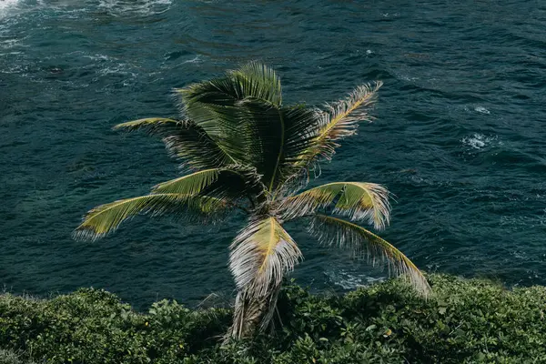 stock image Lone palm tree on a coastal cliff overlooking the ocean in Martinique, capturing the tropical serenity and natural beauty of the Caribbean island.