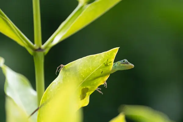 stock image Green anolis lizard on a leaf in Martinique	