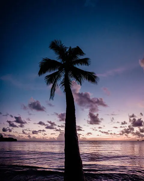 Martinique 'de sakin bir sahilde, sakin Karayip Denizi' ne doğru eğilen siluetli palmiye ağaçlarının olduğu nefes kesici bir gün batımı. Sakin sahne, tropikal cennetin özünü yakalar. Seyahat, rahatlama ve doğa teması için mükemmeldir.