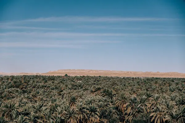 Arka planda çöl tepeleri olan sık palmiye ağaçlarının panoramik manzarası, Siwa Oasis, Mısır.