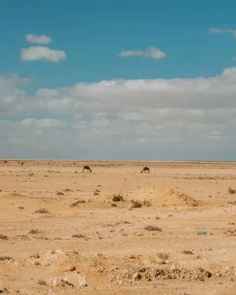 stock image Two camels walking across the vast desert landscape of Siwa Oasis, Egypt