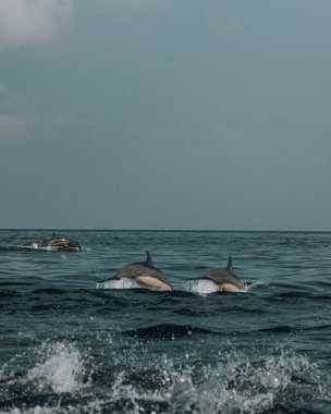 Yunuslar Shoab Beach, Socotra, Yemen açıklarında oynuyorlar.. 