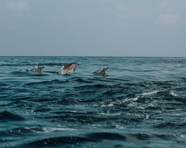 Yunuslar Shoab Beach, Socotra, Yemen açıklarında oynuyorlar.. 
